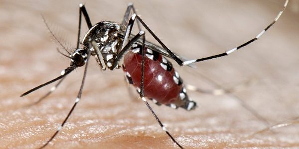 Mosquit tigre femella picant a una persona