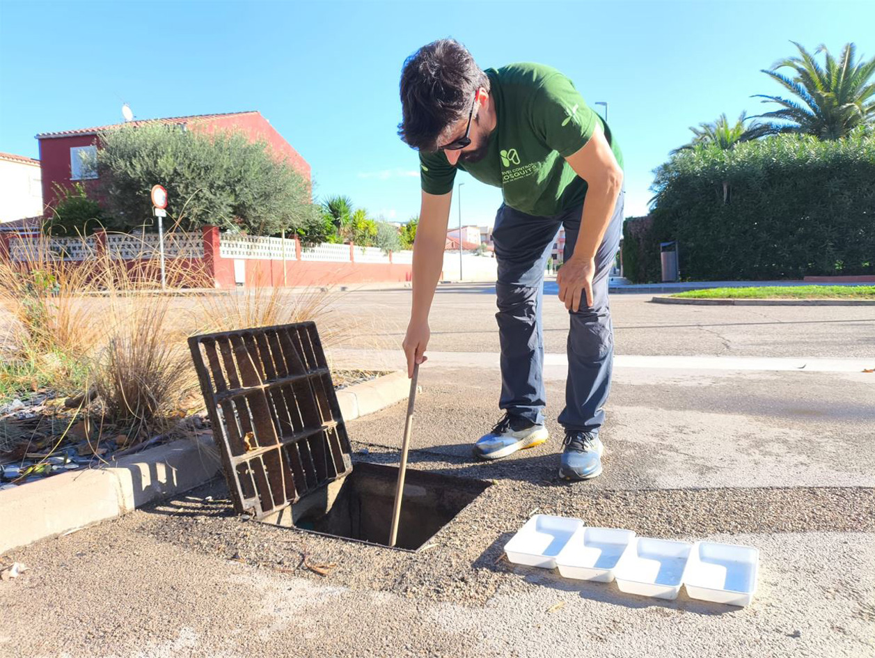 Tècnic del Servei de Control de Mosquits fent seguiment del mosquit tigre en embornals de la via pública