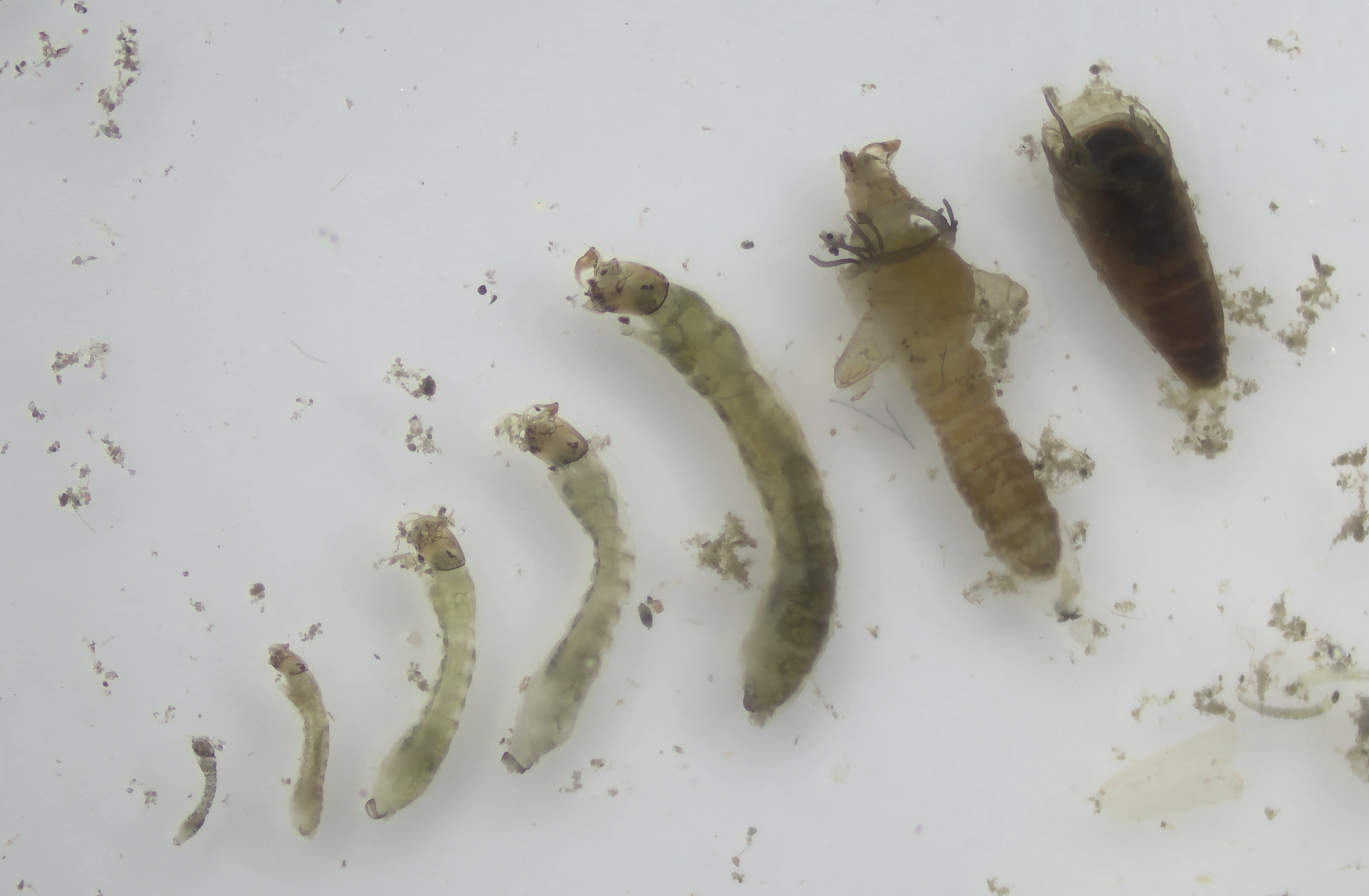 Cicle aquàtic dels simúlids on es distingeixen diferents fases de les larves i la fase de la pupa