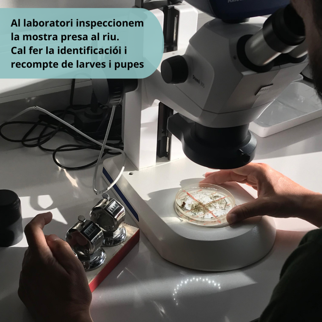 Recompte de simúlids al laboratori