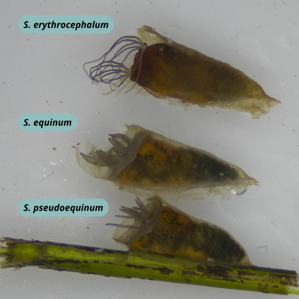 Diferents espècies de simúlids, en estadi de pupa, on es poden distingir per la forma llargada dels filaments respiratoris
