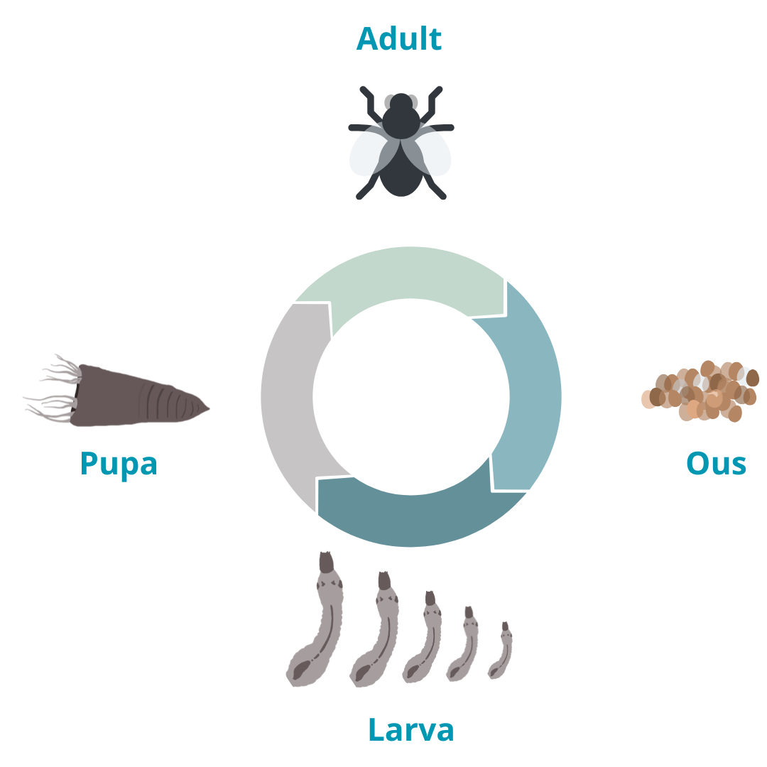 cicle vital simúlids