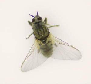 Adult de mosca negra