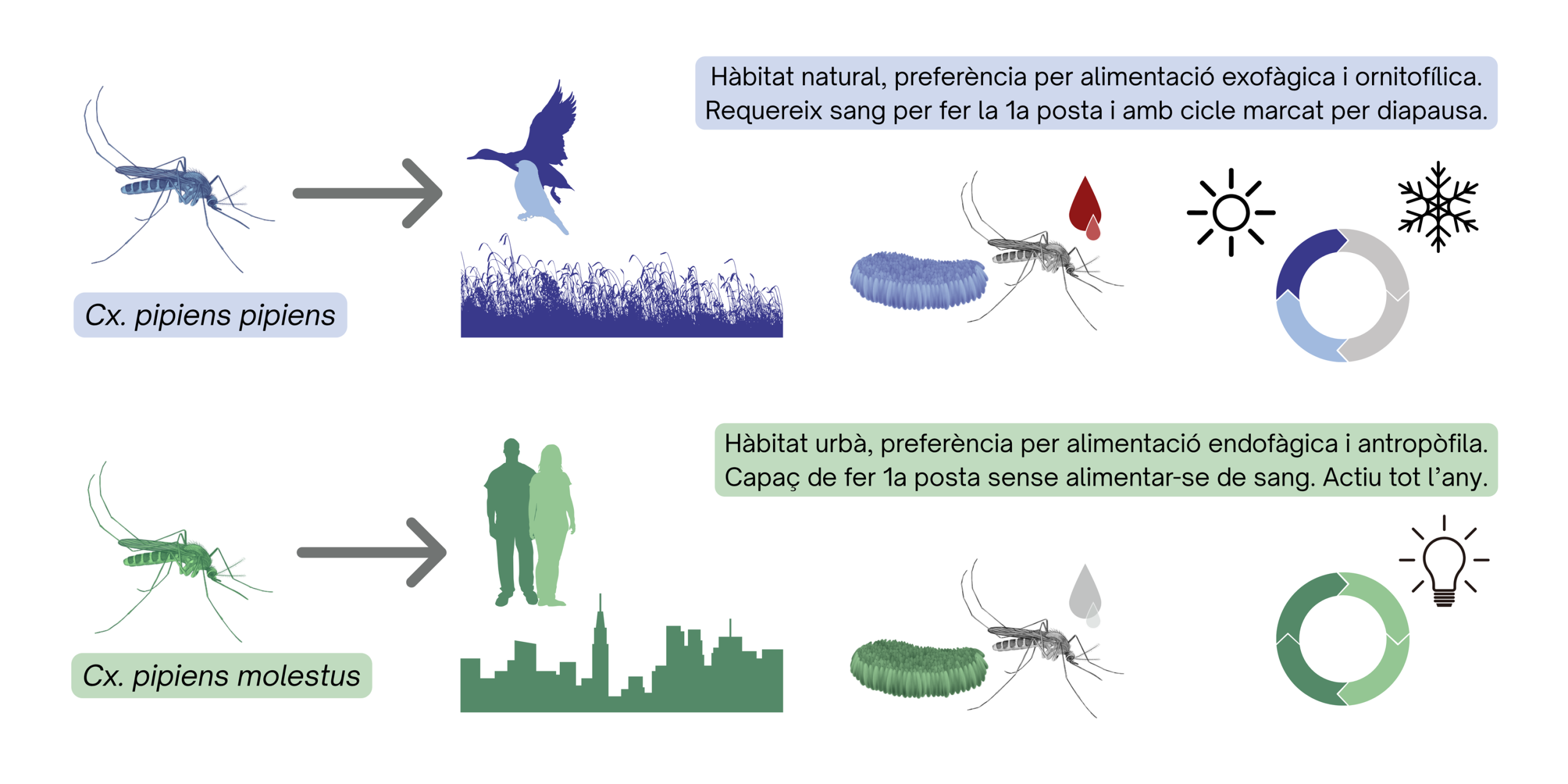 Pipiens_Molestus_3000pxls Diferencies principals entre els dos ecotipus de mosquits comuns. Infografia del SCM, basada en Haba & McBride 2022