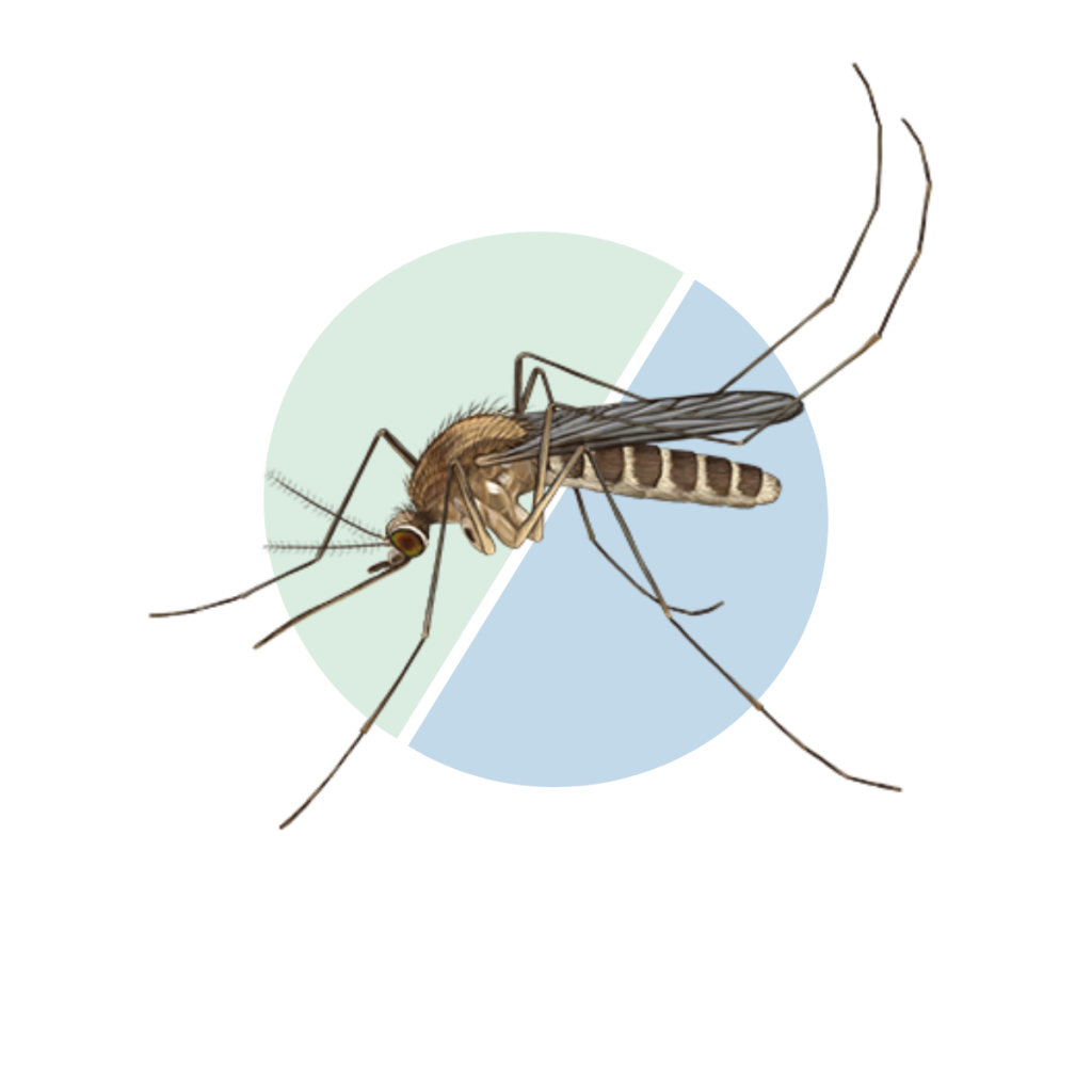 Pipiens_Molestus_Hibrids Hibridació entre els biotips de C. pipiens pipiens i C. pipiens molestus